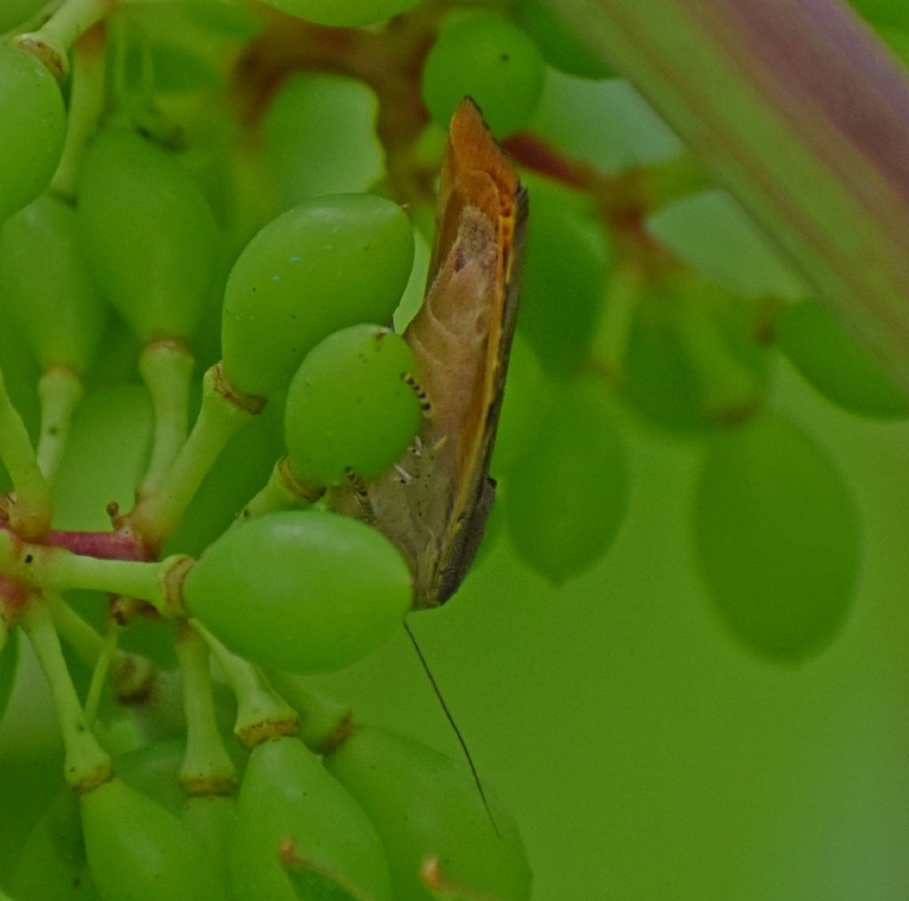 Falena difficile - Noctuidae